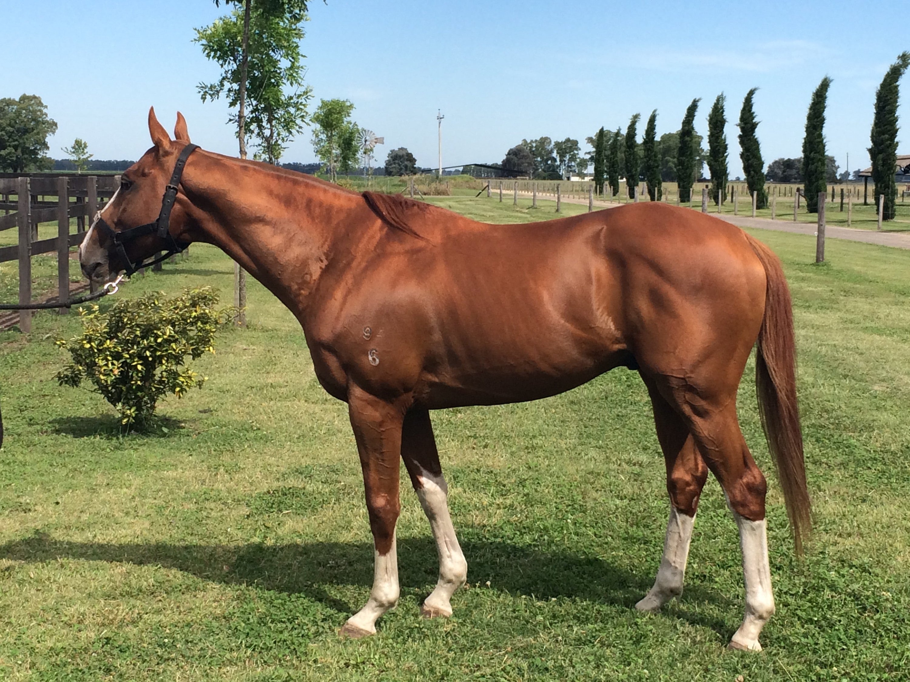 What type of hay is best for my horses?