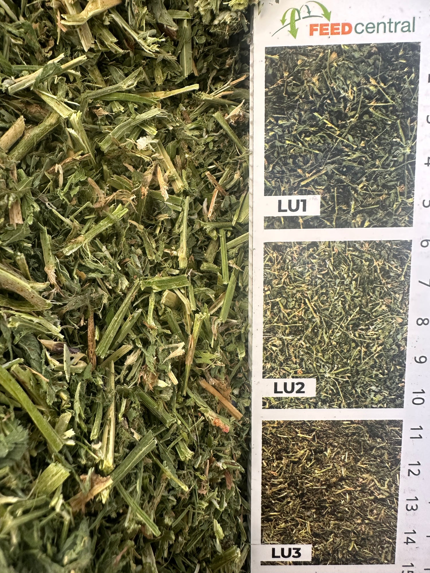 Lucerne Hay Big Squares A Grade (8x4x3ft bales)