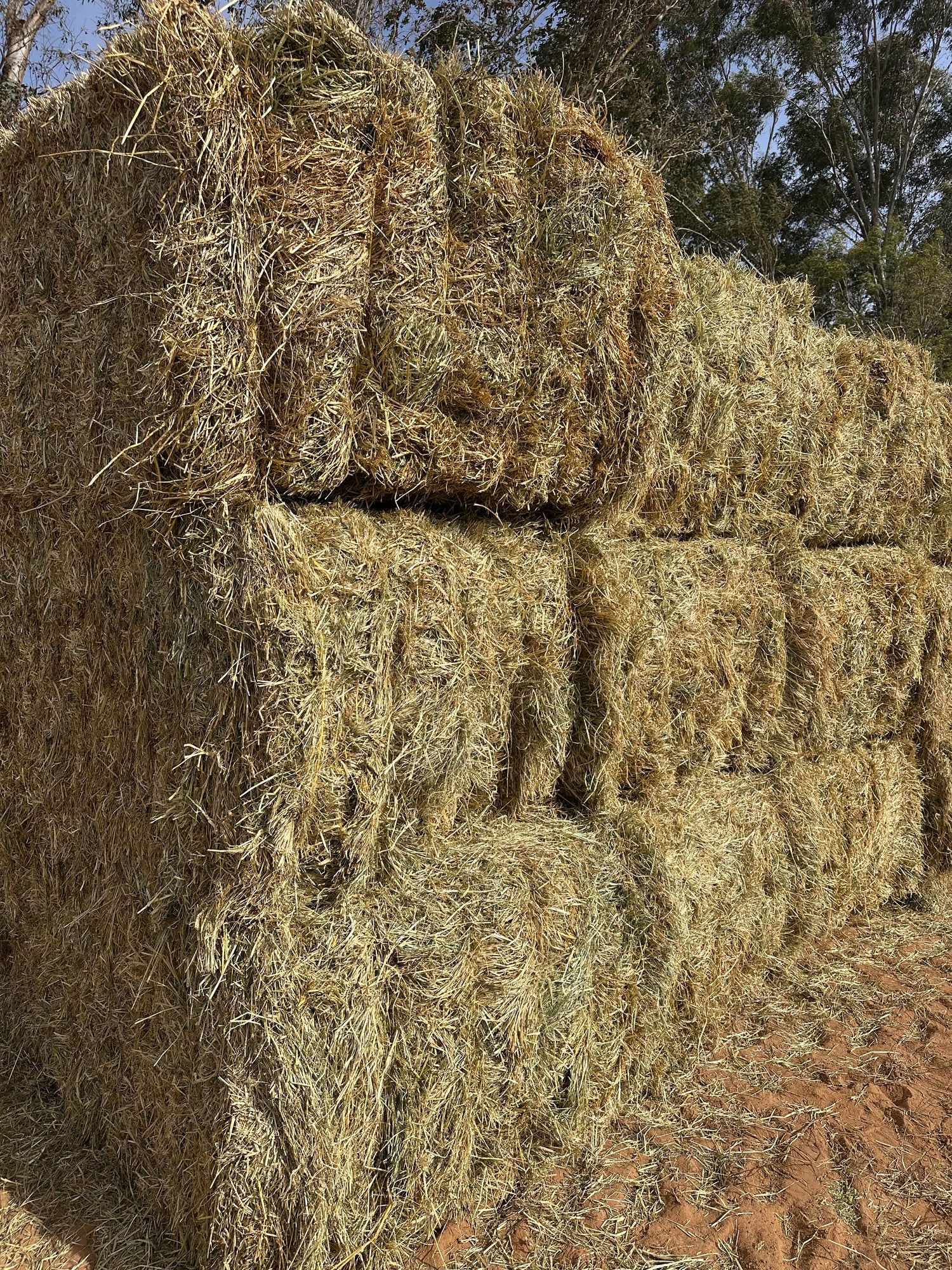 Meadow Hay Big Squares (8x4x3ft bales)