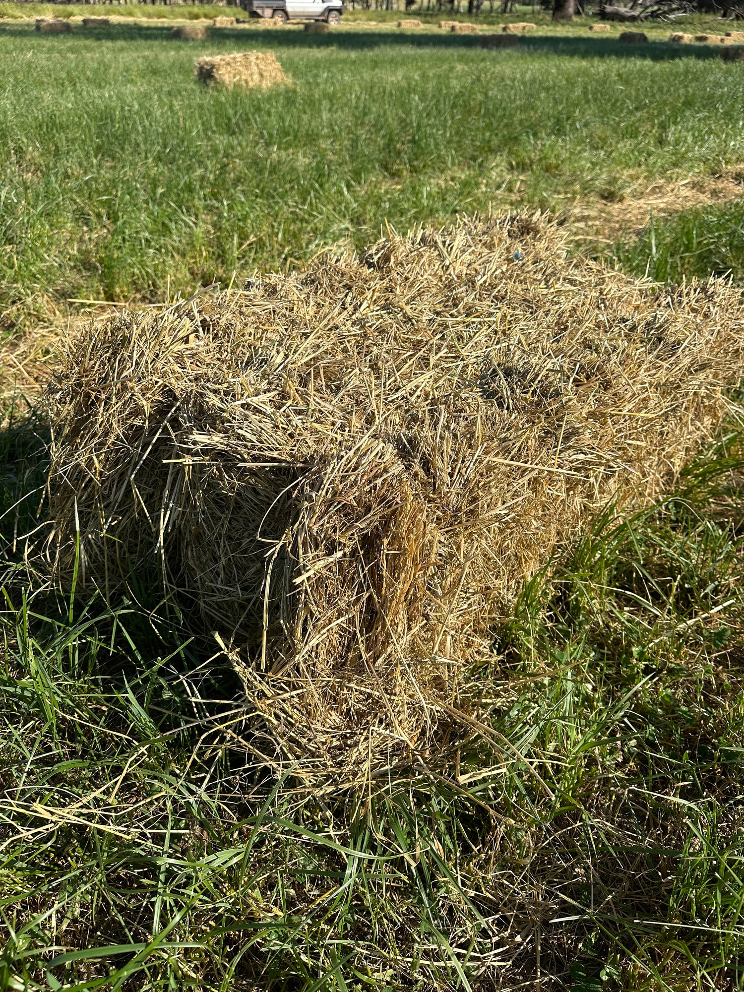 Meadow Hay Small Bales (Baron Packs)