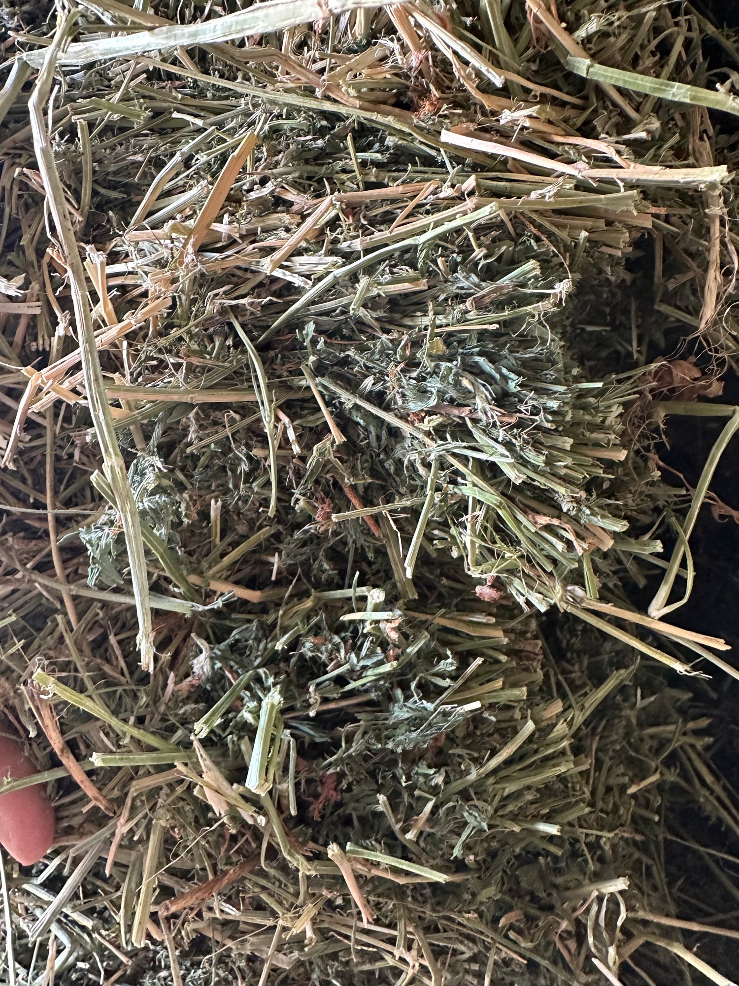 Grassy Lucerne Horse Hay (min. Purchase 2 x baron packs = 42 bales)