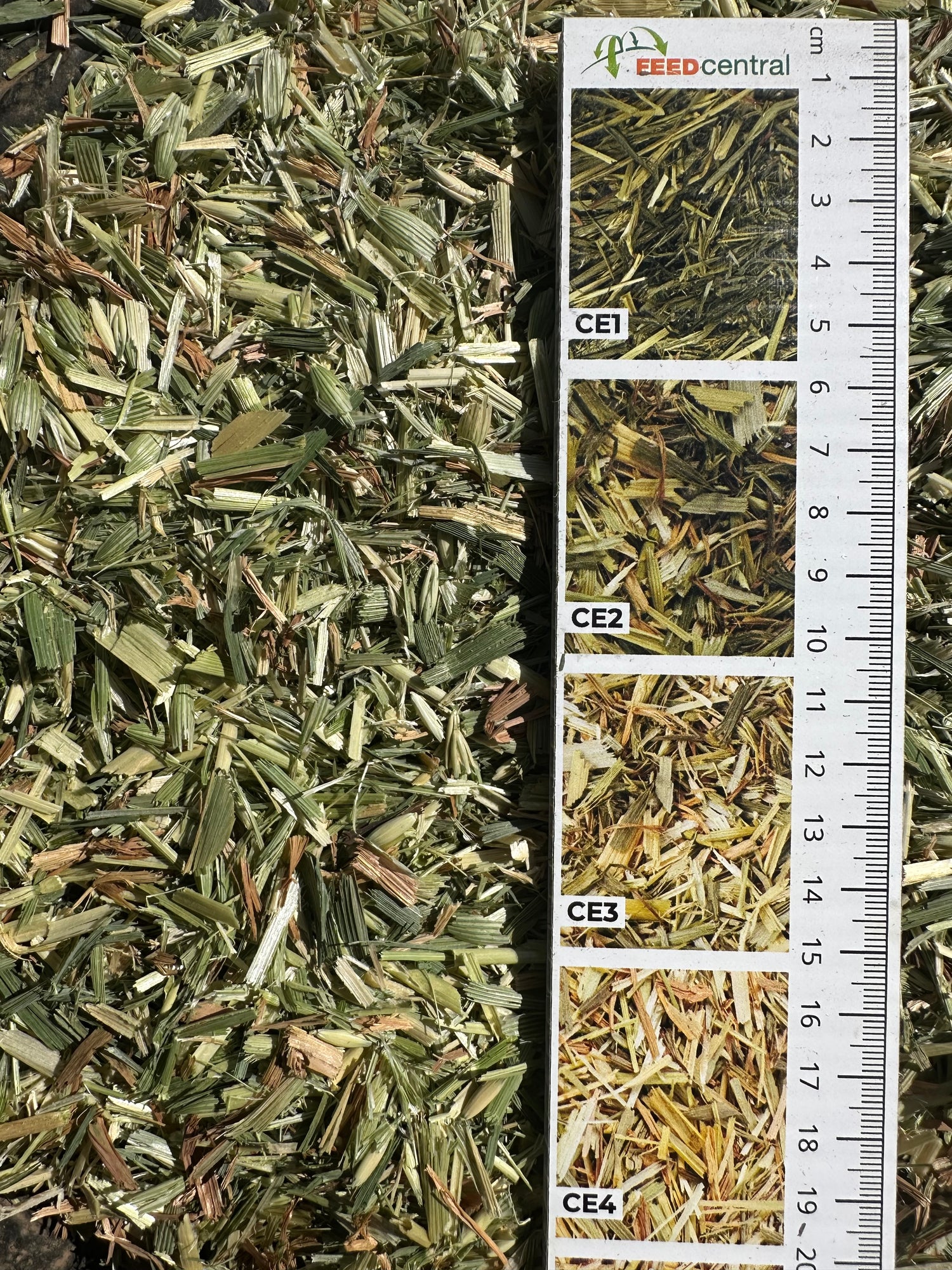 Oaten Hay Small Bales (Baron Packs)