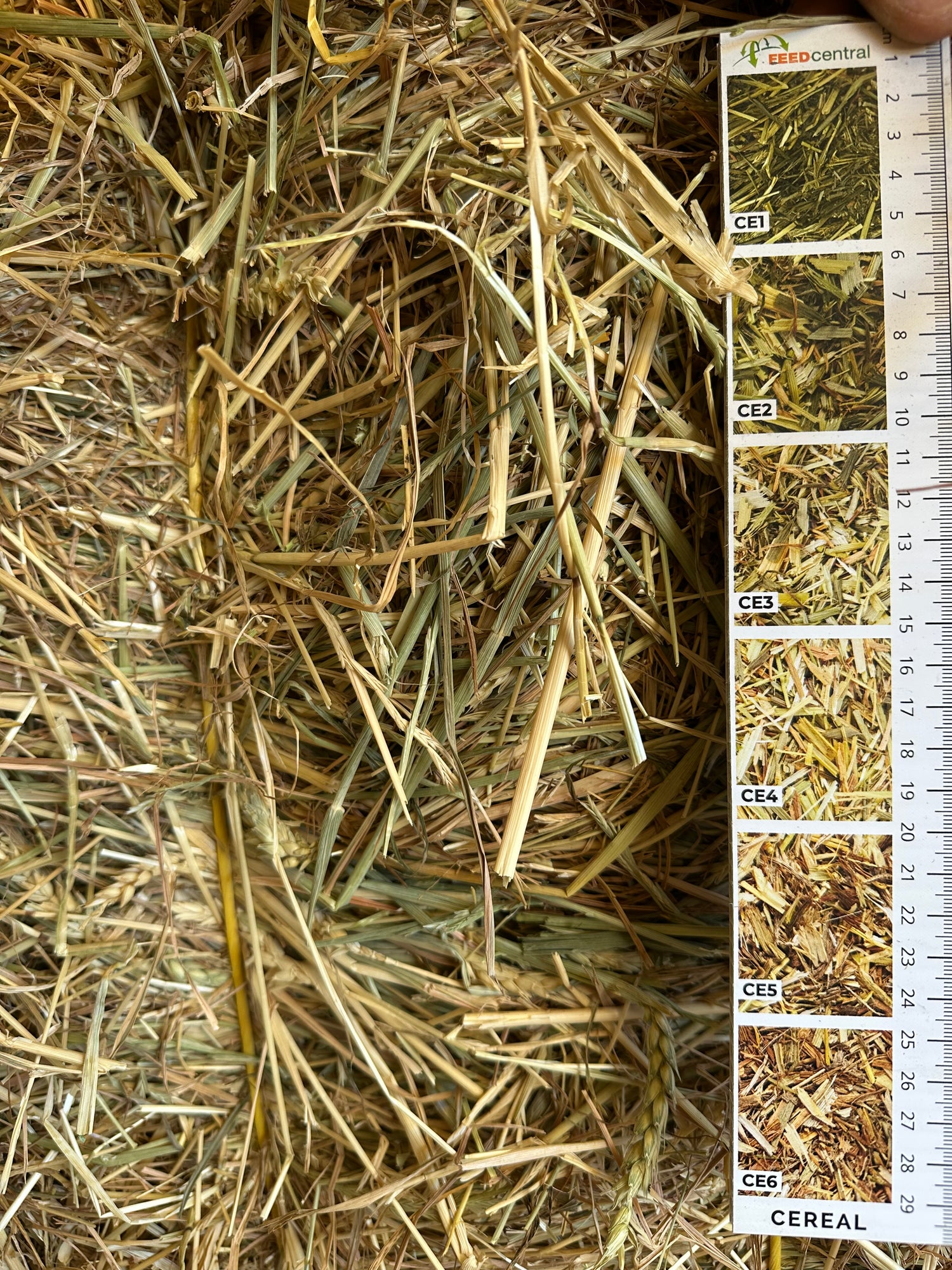 Awnless Wheaten Hay Big Squares (8x4x3ft bales)