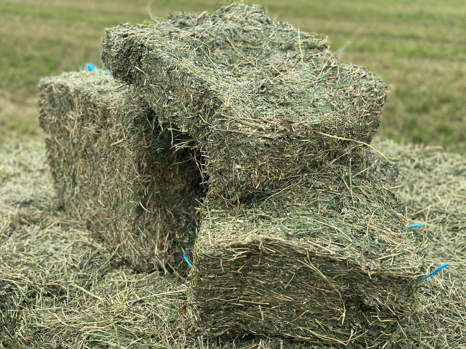 Exceptional Prime Lucerne Horse Hay (min. Purchase 2 x baron packs = 42 bales)