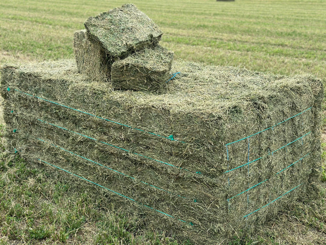 Exceptional Prime Lucerne Horse Hay (min. Purchase 2 x baron packs = 42 bales)