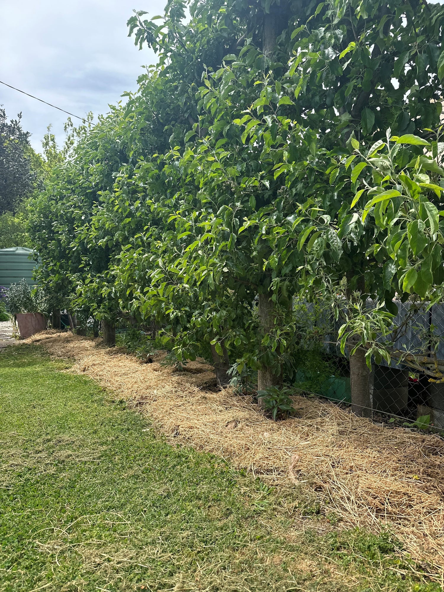 Lucerne Garden Mulch (min. purchase 30 bales, in lots of 15)