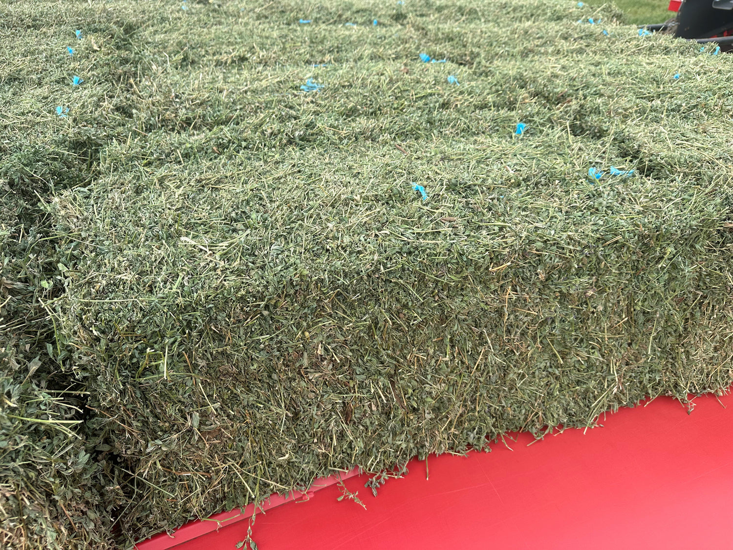 Lucerne Old Season (min. purchase 30 bales, in lots of 15)