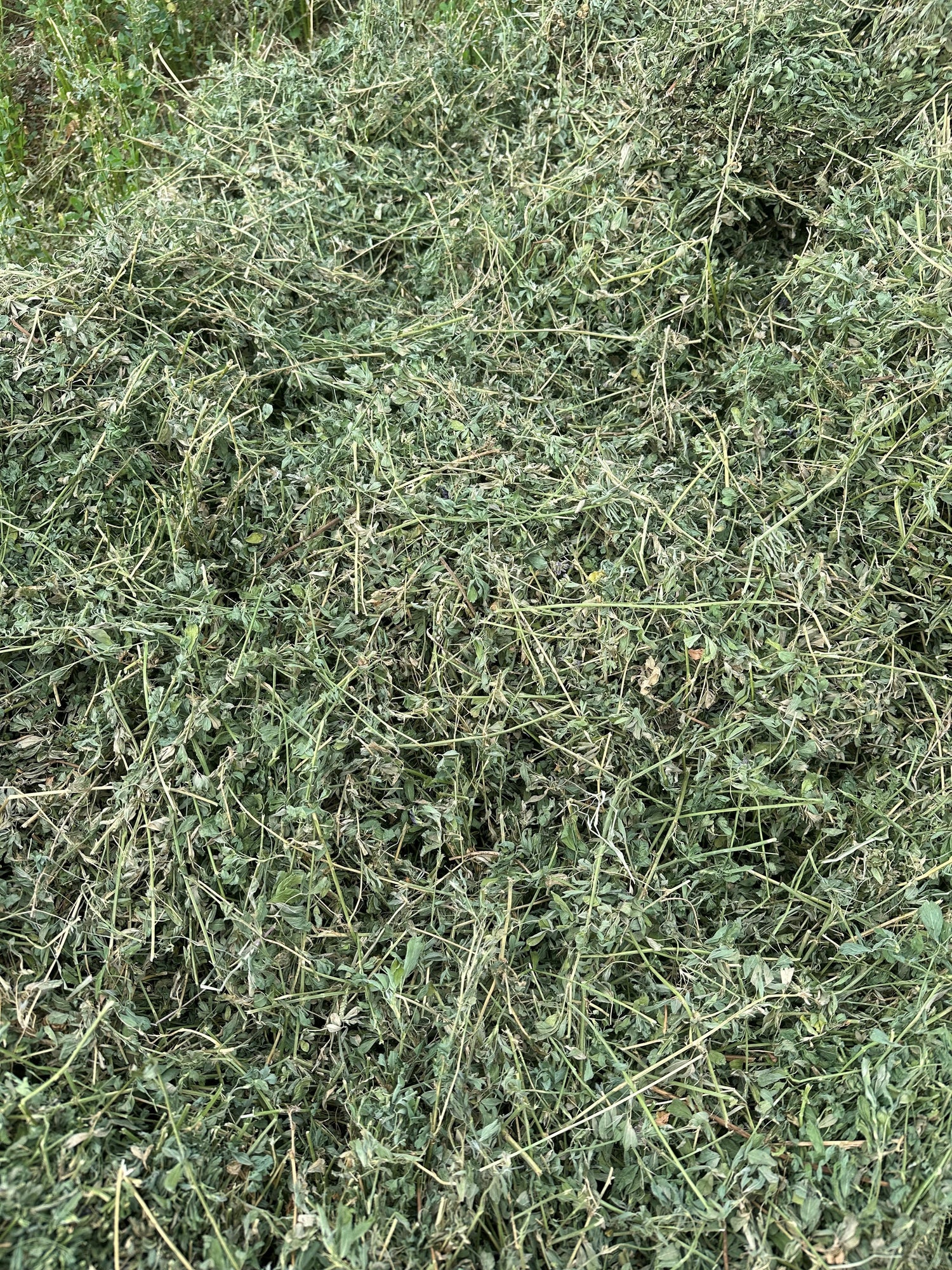 Lucerne Old Season (min. purchase 30 bales, in lots of 15)