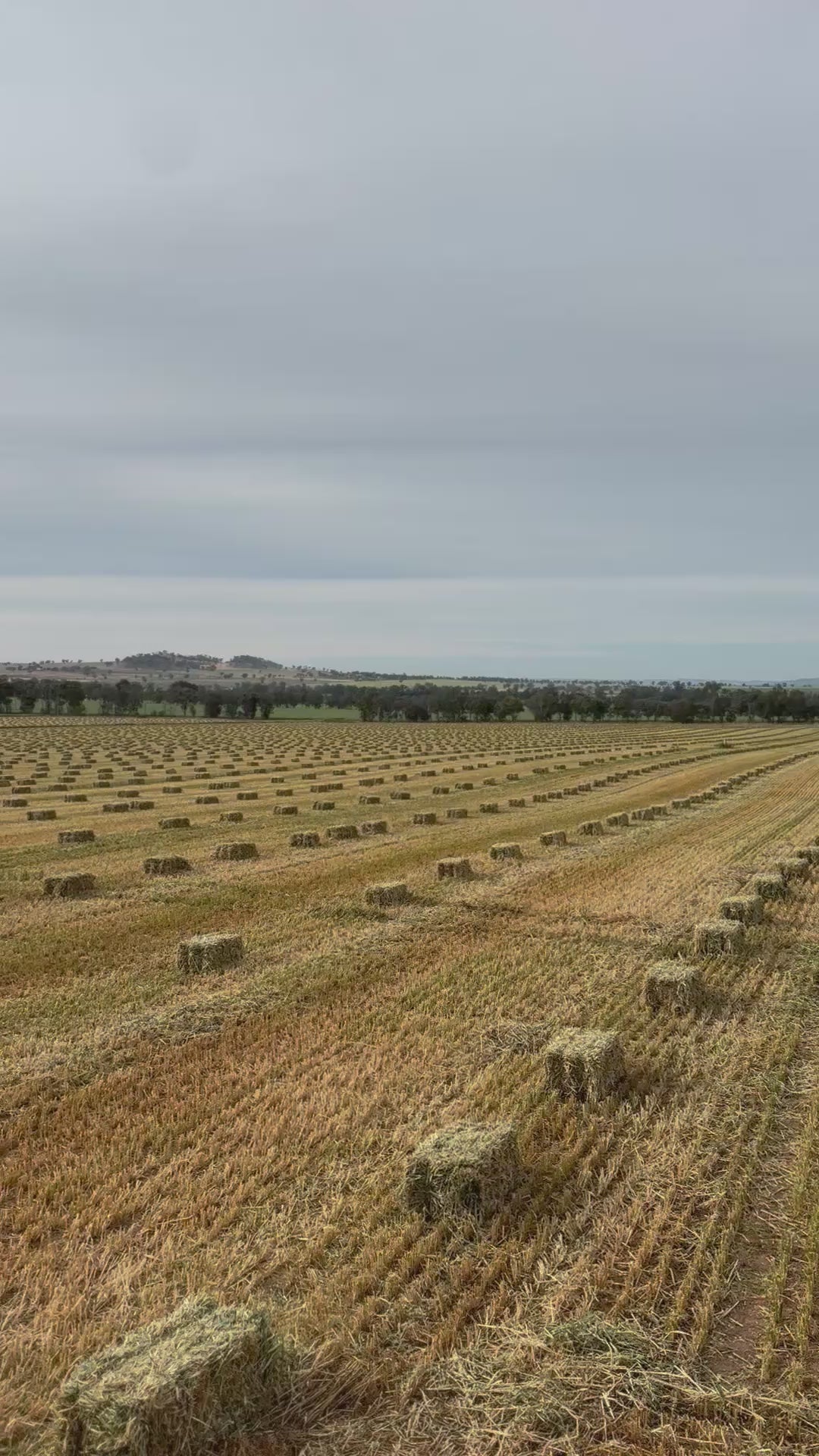 Oaten Hay Small Bales (Baron Packs)